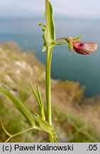 Lathyrus cicera (groszek cieciorkowaty)