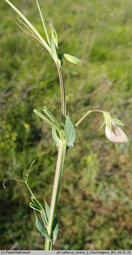 Lathyrus cicera (groszek cieciorkowaty)