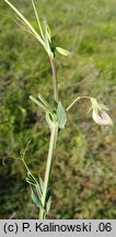 Lathyrus cicera (groszek cieciorkowaty)