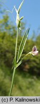 Lathyrus cicera (groszek cieciorkowaty)