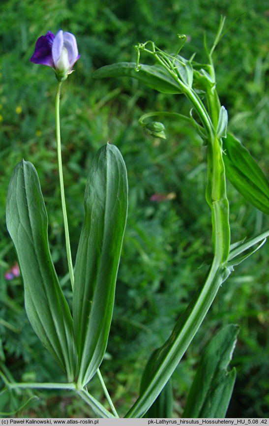 Lathyrus hirsutus (groszek kosmatostrąkowy)