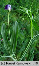 Lathyrus hirsutus (groszek kosmatostrąkowy)