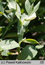 Lathyrus ochrus (groszek bladożółty)