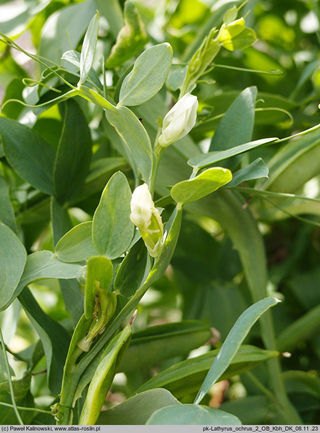 Lathyrus ochrus (groszek bladożółty)