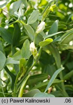 Lathyrus ochrus (groszek bladożółty)