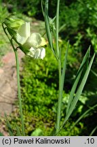 Lathyrus pannonicus (groszek pannoński)