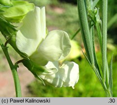 Lathyrus pannonicus (groszek pannoński)