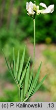 Lathyrus pannonicus (groszek pannoński)