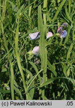 Lathyrus sativus (groszek zwyczajny)