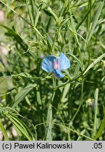 Lathyrus sativus (groszek zwyczajny)