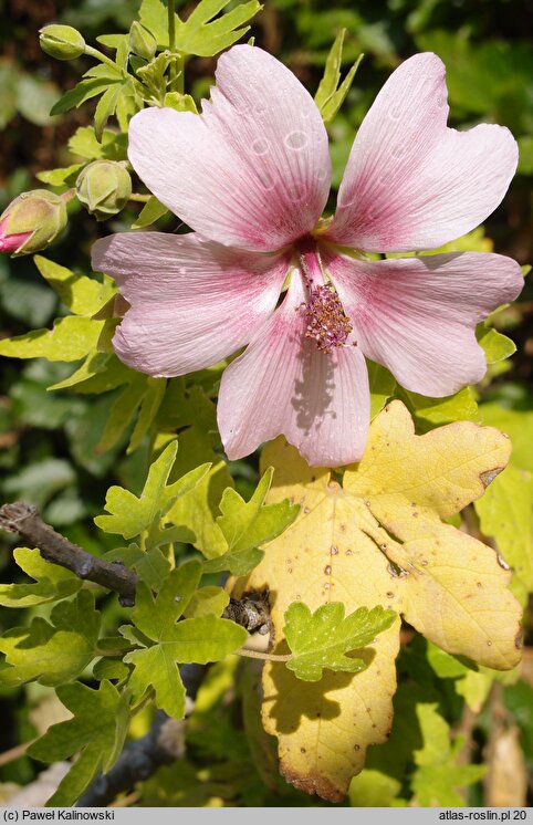 Malva acerifolia