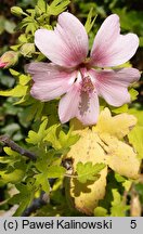 Malva acerifolia