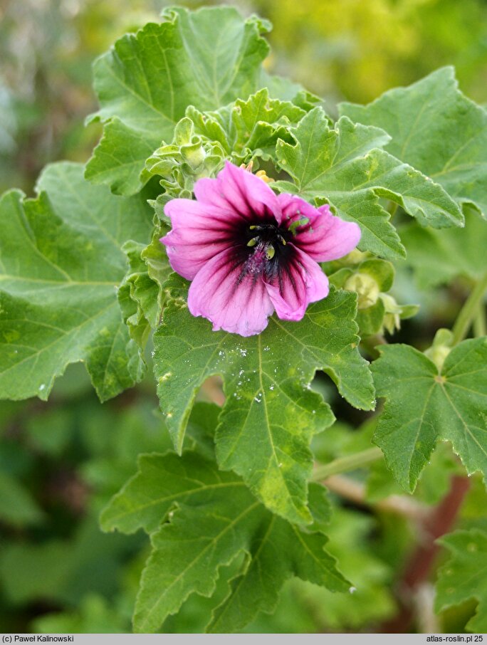 Malva arborea