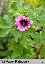 Malva arborea