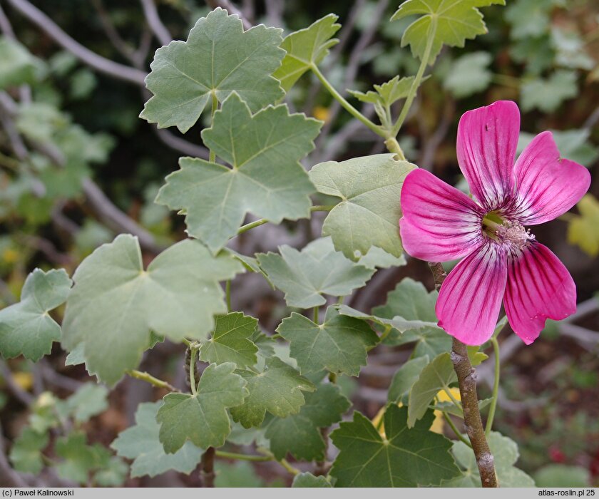 Malva assurgentiflora