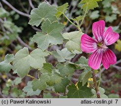 Malva assurgentiflora