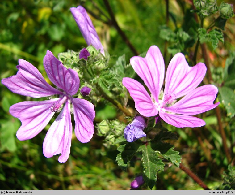 Malva multiflora