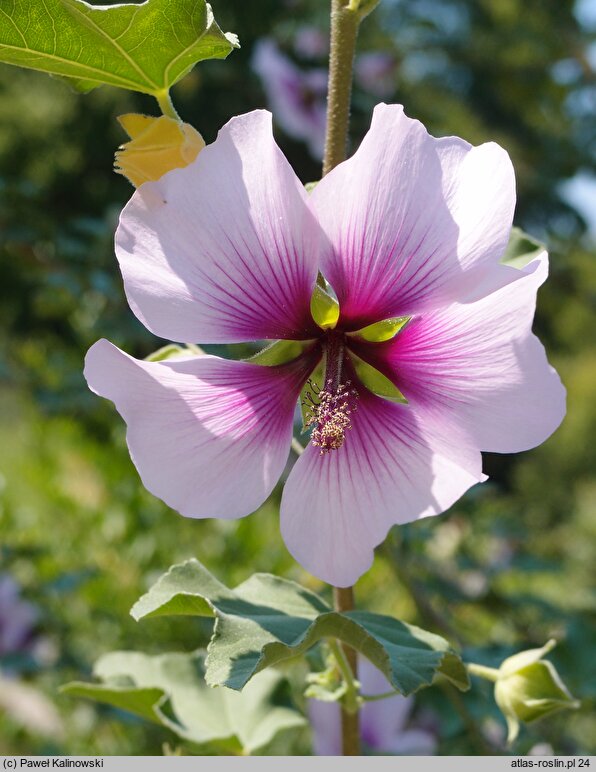 Malva subovata