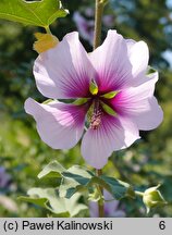 Malva subovata