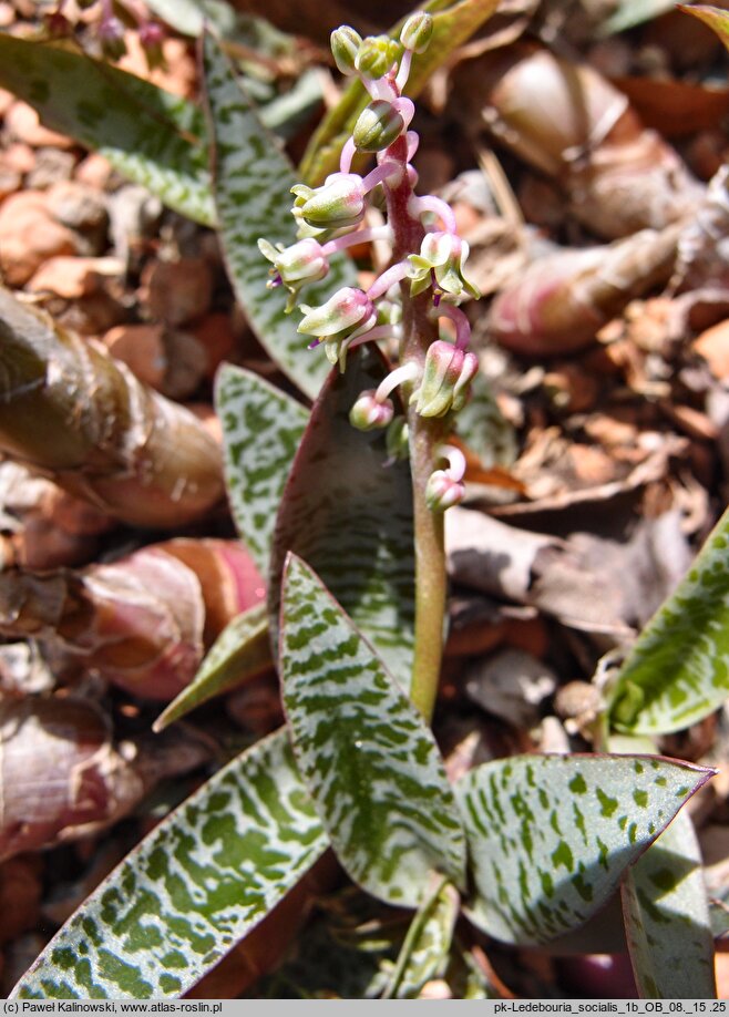 Ledebouria socialis (ledeburia kępiasta)