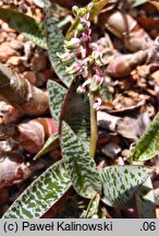 Ledebouria socialis (ledeburia kępiasta)