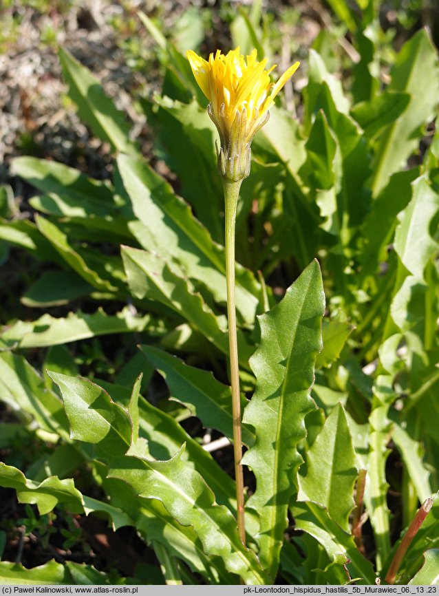 Leontodon hispidus ssp. hastilis (brodawnik zwyczajny nagi)