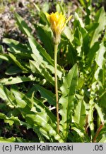 Leontodon hispidus ssp. hastilis (brodawnik zwyczajny nagi)