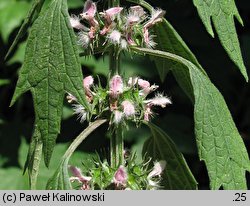 Leonurus cardiaca ssp. cardiaca (serdecznik pospolity typowy)