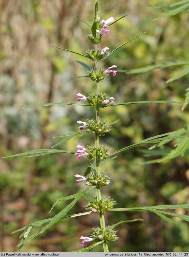 Leonurus sibiricus (serdecznik syberyjski)