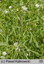 Lepidium sativum (pieprzyca siewna)