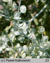 Lepidium sativum (pieprzyca siewna)