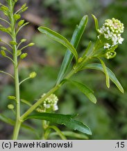 Lepidium virginicum (pieprzyca wirgińska)