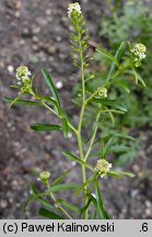 Lepidium virginicum (pieprzyca wirgińska)