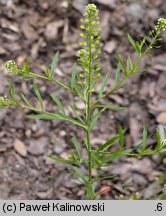 Lepidium virginicum (pieprzyca wirgińska)