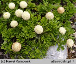 Leptinella pyrethrifolia