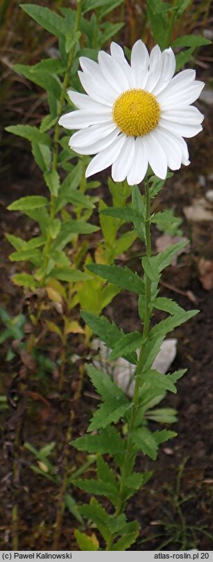 Leucanthemella serotina (złocieńczyk późny)