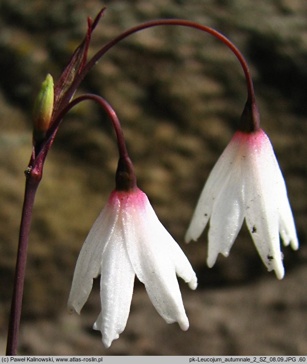 Acis autumnalis (śnieżyca jesienna)