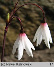 Acis autumnalis (śnieżyca jesienna)