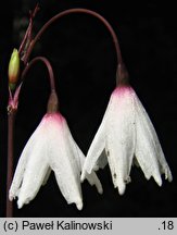 Acis autumnalis (śnieżyca jesienna)