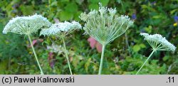 Libanotis sibirica (oleśnik syberyjski)