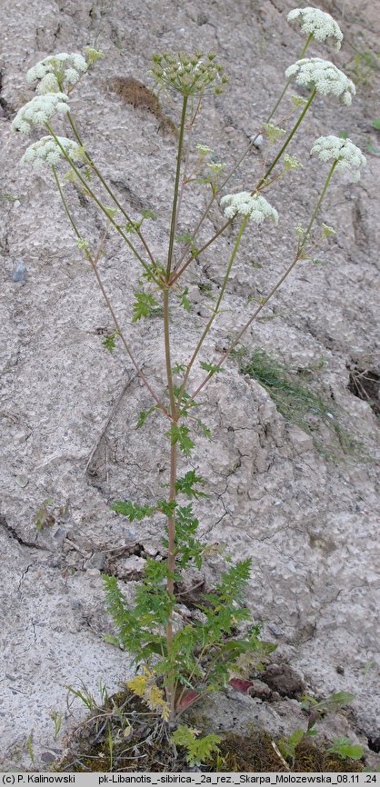 Libanotis sibirica (oleśnik syberyjski)