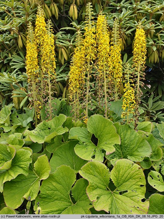 Ligularia wilsoniana (języczka Wilsona)