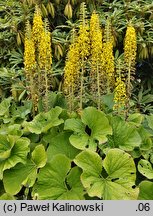 Ligularia wilsoniana (języczka Wilsona)