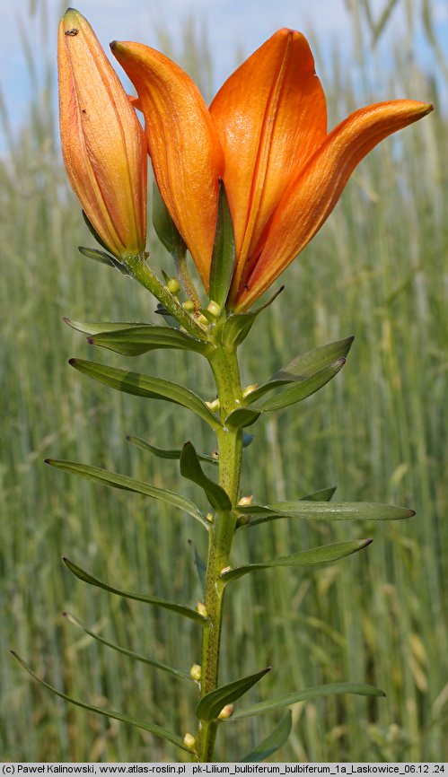 Lilium bulbiferum ssp. bulbiferum (lilia bulwkowata typowa)