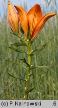 Lilium bulbiferum ssp. bulbiferum (lilia bulwkowata typowa)