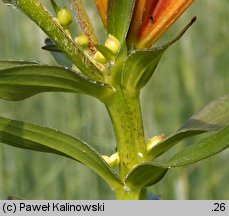 Lilium bulbiferum ssp. bulbiferum (lilia bulwkowata typowa)