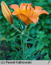 Lilium bulbiferum ssp. croceum (lilia bulwkowata szafranowa)