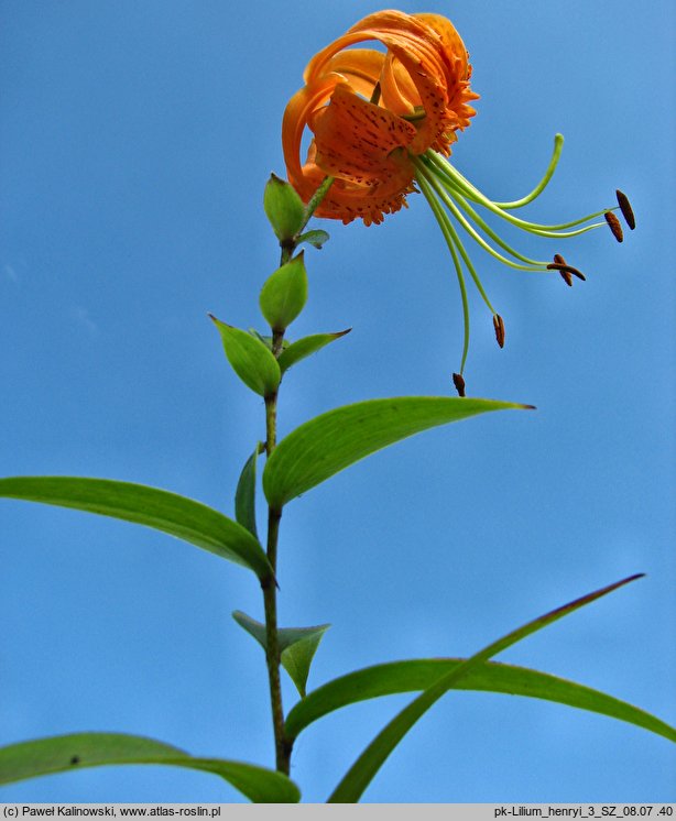 Lilium henryi (lilia Henry'ego)