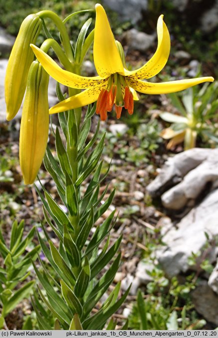 Lilium jankae