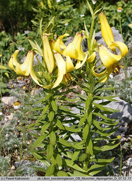 Lilium kesselringianum (lilia Kesselringa)